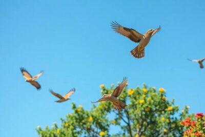 como evitar que entren pajaros bajo teja sin estropear la ventilacion tejados en españa cubiertas rehabilitación